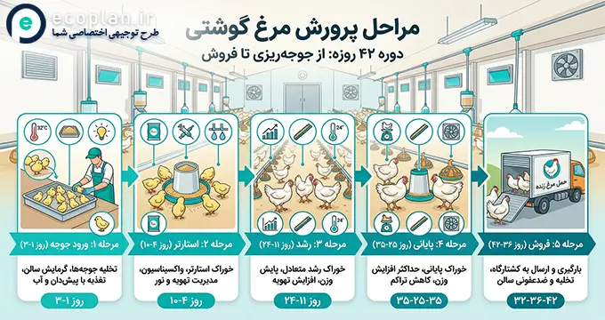 مراحل پرورش مرغ گوشتی 