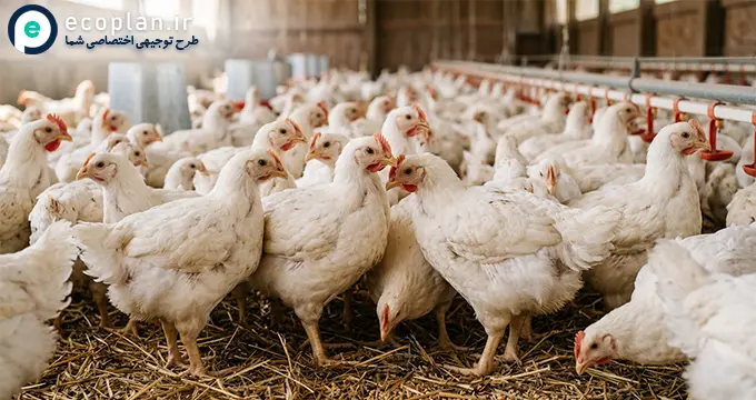 سالن پرورش مرغ گوشتی